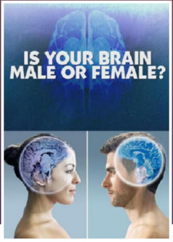 你的大脑是男性还是女性海报剧照