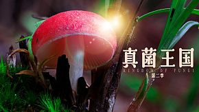 真菌王国第二季海报剧照